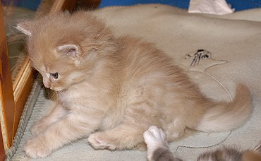 Sibirische Katzen Floris von der Gronau